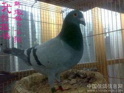 鸽子情缘资料,探寻人与鸽子的千年情缘